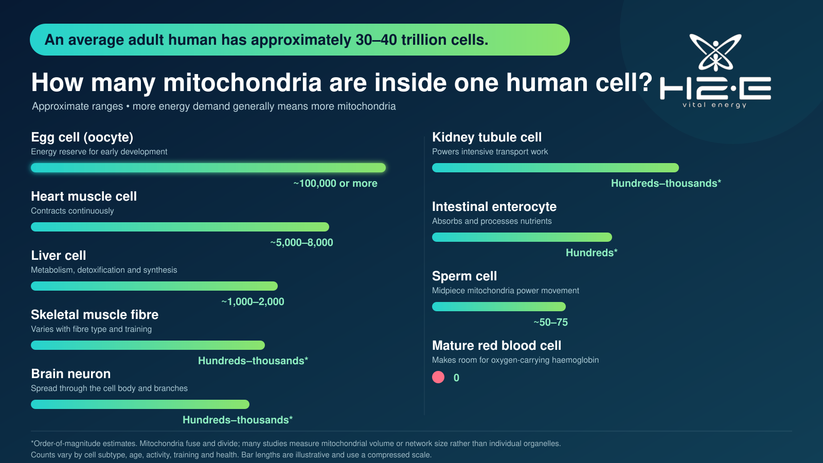 Landscape infographic comparing approximate mitochondria numbers in different human cells, from zero in mature red blood cells to over 100,000 in egg cells.
